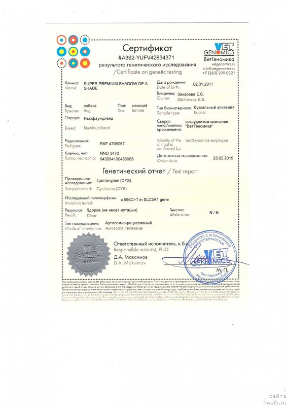 Фото: ньюфаундленд Super Premium Shadow of a Shade (Супер Премиум Шадо оф э Шаде)