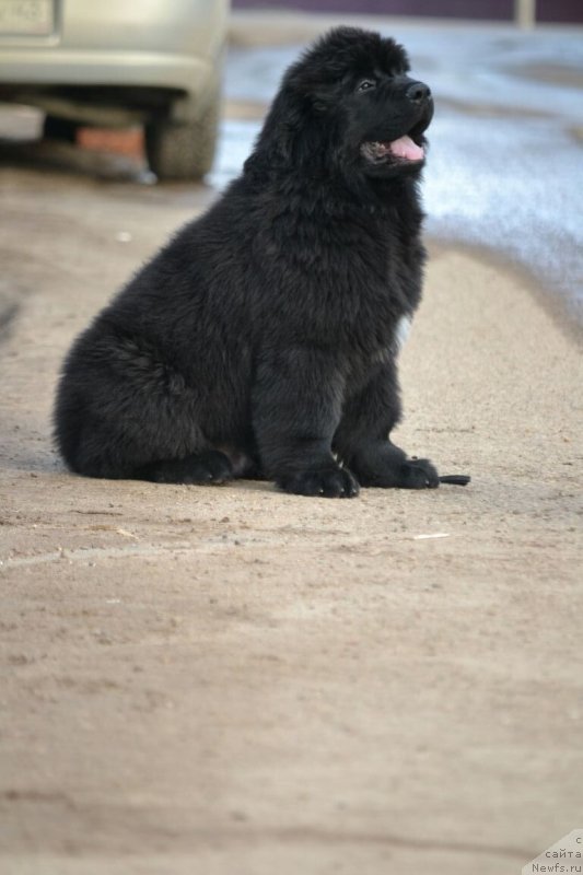 Фото: ньюфаундленд Nezhnaya Karamelka Fiona (Нежная Карамелька Фиона)