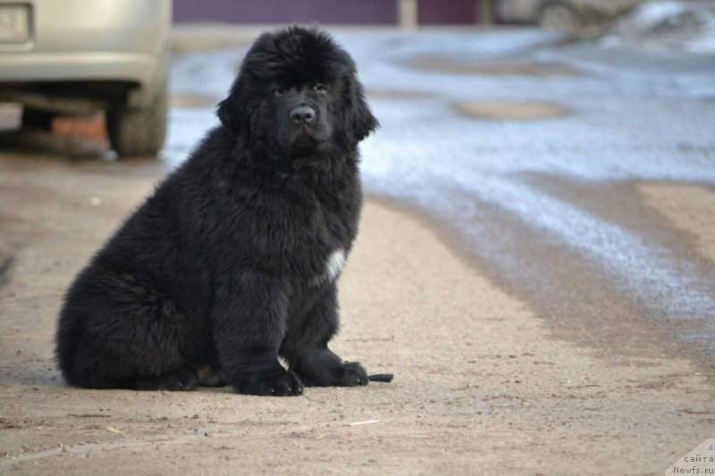 Фото: ньюфаундленд Sent Djons Exclusive (Сент Джонс Эксклюзив)