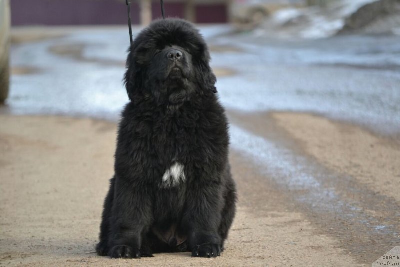 Фото: ньюфаундленд Sent Djons Exclusive (Сент Джонс Эксклюзив)