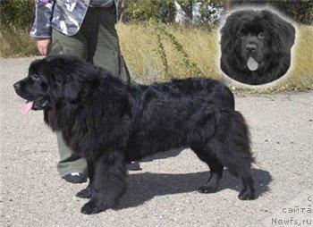 Фото: ньюфаундленд Ottava (Оттава)