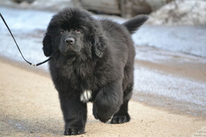 Фото: ньюфаундленд Sent Djons Exclusive (Сент Джонс Эксклюзив)