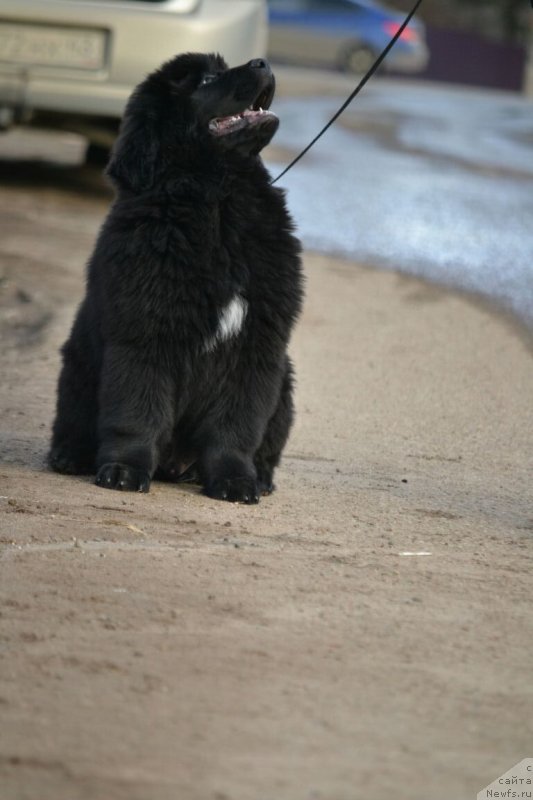 Фото: ньюфаундленд Sent Djons Exclusive (Сент Джонс Эксклюзив)