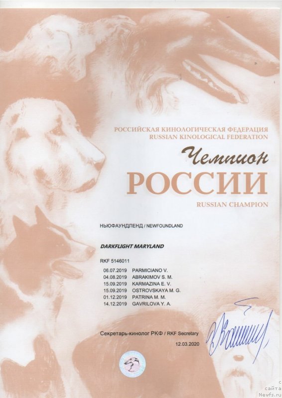 Фото: ньюфаундленд Darkflight Maryland (Даркфлайт Мэриленд)