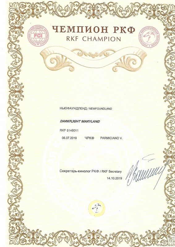 Фото: ньюфаундленд Darkflight Maryland (Даркфлайт Мэриленд)