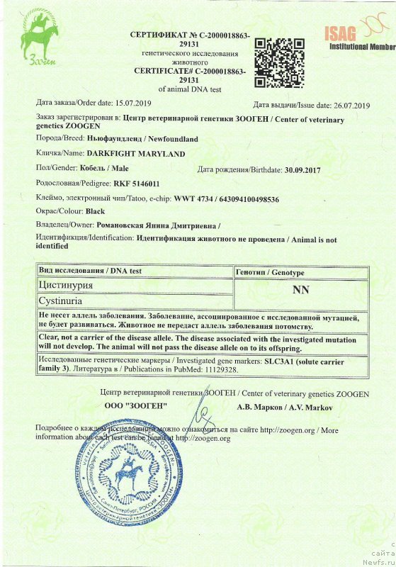 Фото: ньюфаундленд Darkflight Maryland (Даркфлайт Мэриленд)