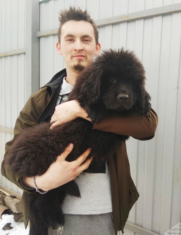 Фото: ньюфаундленд May Frend N'yufi Komandor Kruzo (Май Френд Ньюфи Командор Крузо)