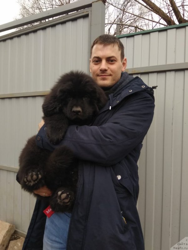 Фото: ньюфаундленд May Frend N'yufi Korsar Dreyk (Май Френд Ньюфи Корсар Дрейк)