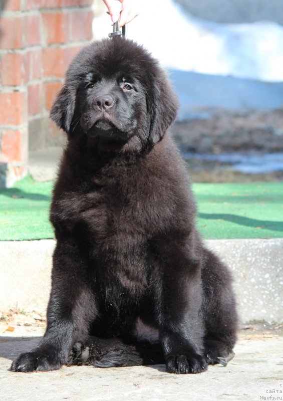 Фото: ньюфаундленд Super Premium Galetvagen (Супер Премиум Галетваген)