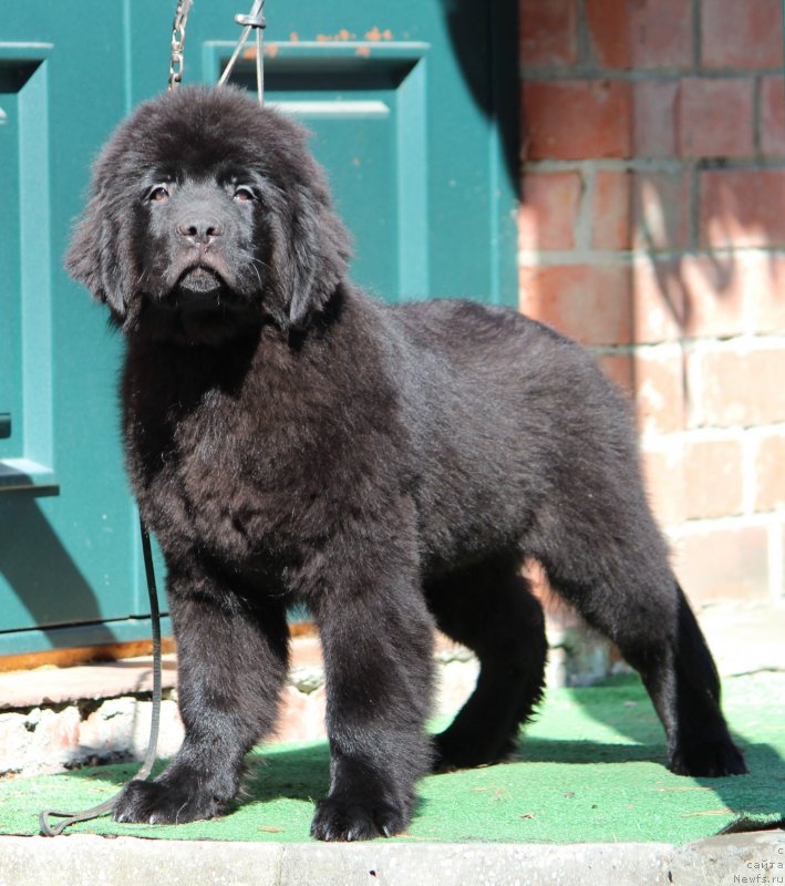 Фото: ньюфаундленд Super Premium Galetvagen (Супер Премиум Галетваген)