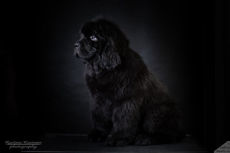 Фото: ньюфаундленд Nezhnaya Karamelka Fiona (Нежная Карамелька Фиона)