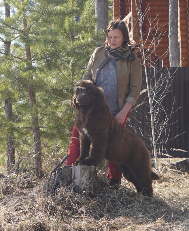 Фото: ньюфаундленд Aquatoriya Kelvin Virineya (Акватория Келвин Виринея), ньюфаундленд Aquatoriya Kelvin Schedrivchik (Акватория Келвин Щедривчик)