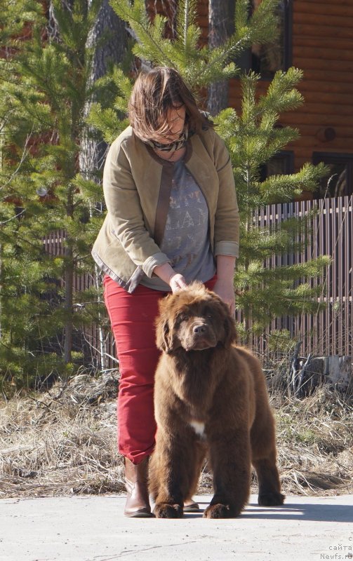 Фото: ньюфаундленд Aquatoriya Kelvin Virineya (Акватория Келвин Виринея), ньюфаундленд Aquatoriya Kelvin Schedrivchik (Акватория Келвин Щедривчик)