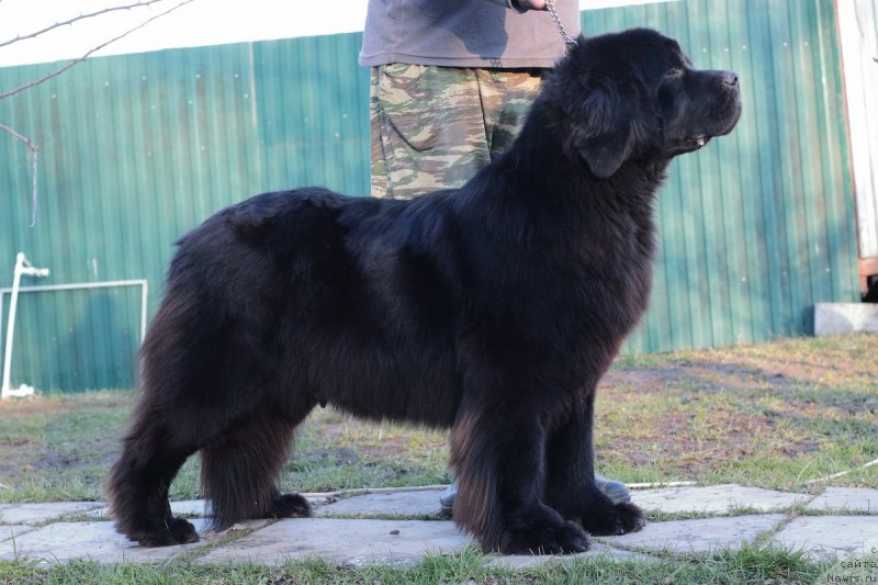 Фото: ньюфаундленд Key Tu Future (Кей Ту Футуре)