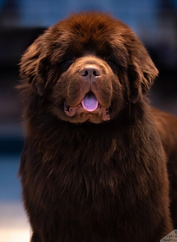 Фото: ньюфаундленд Sent Djons Zest for Life (Сент Джонс Зест фор Лайф)