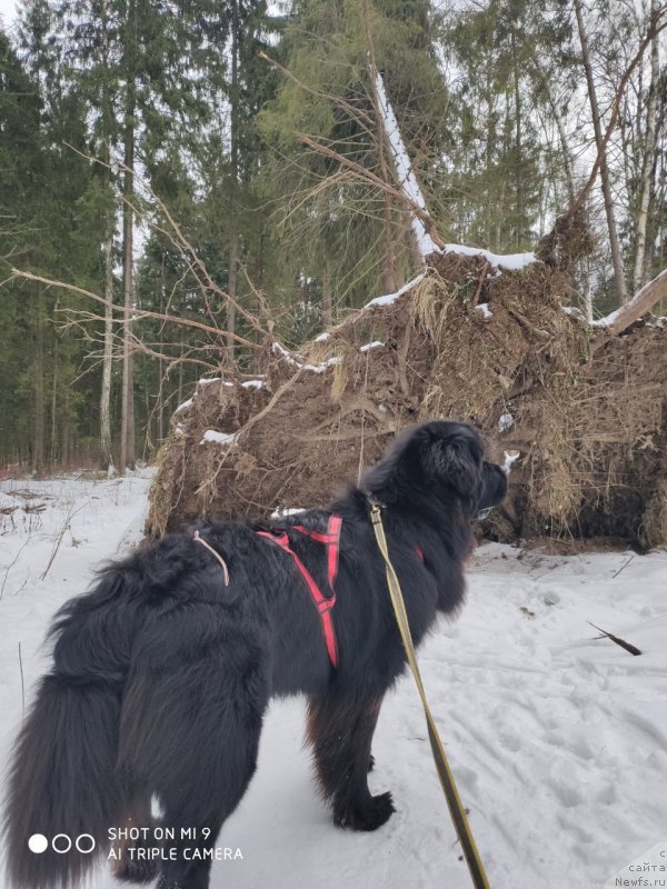 Фотография № 246645