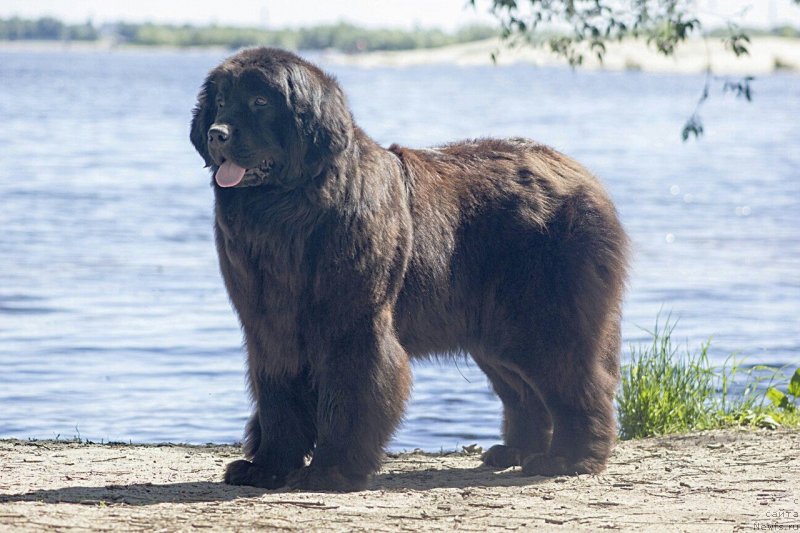 Фото: ньюфаундленд Vinta Rechnaya Vladychitsa (Винта Речная Владычица)