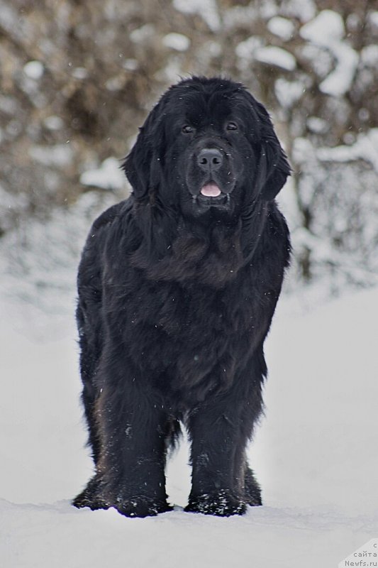 Фото: ньюфаундленд Vinta Rechnaya Vladychitsa (Винта Речная Владычица)