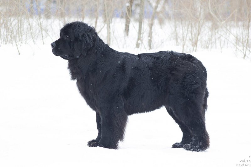 Фото: ньюфаундленд Vinta Rechnaya Vladychitsa (Винта Речная Владычица)