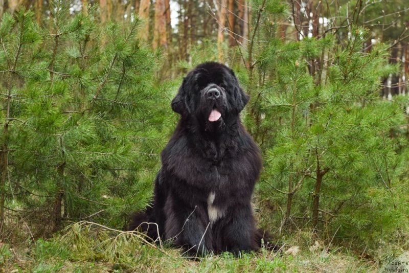 Фото: ньюфаундленд Majestic Goodsoul Nait'End'Dey (Мэджестик Гудсоул Найт энд Дэй)