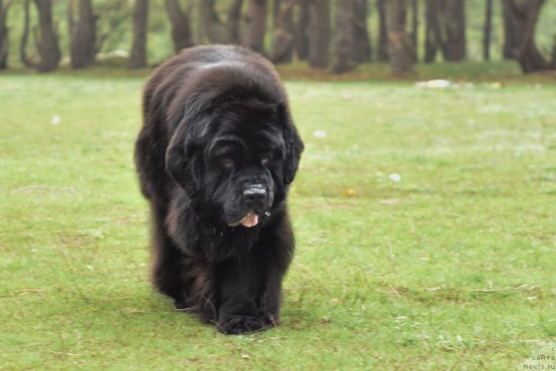 Фото: ньюфаундленд Majestic Goodsoul Nait'End'Dey (Мэджестик Гудсоул Найт энд Дэй)