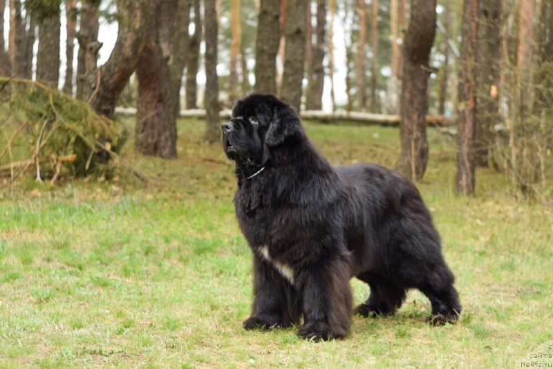 Фото: ньюфаундленд Majestic Goodsoul Nait'End'Dey (Мэджестик Гудсоул Найт энд Дэй)