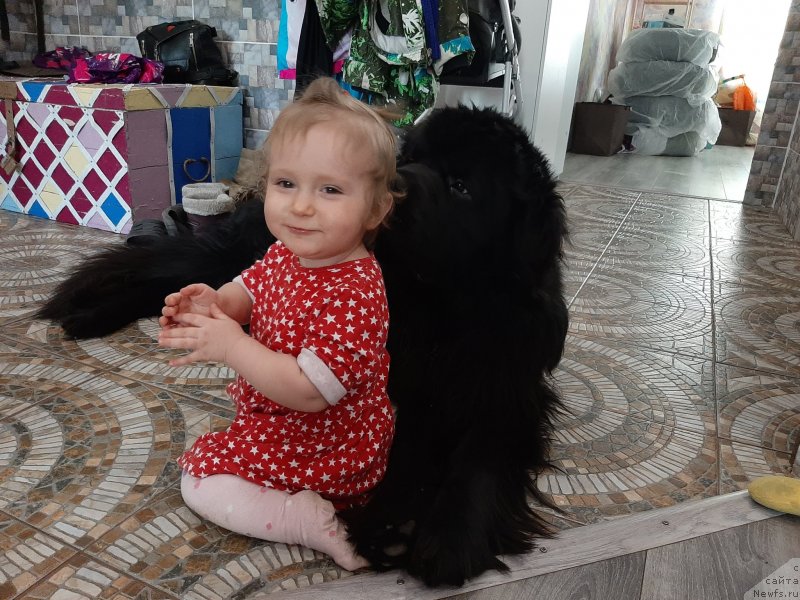 Фото: ньюфаундленд Richchi s Berega Dona (Риччи с Берега Дона)