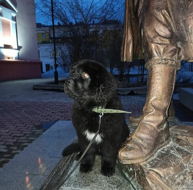 Фото: ньюфаундленд May Frend N'yufi Korsar Dreyk (Май Френд Ньюфи Корсар Дрейк)
