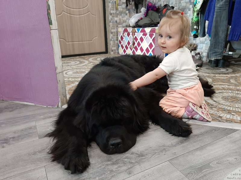 Фото: ньюфаундленд Richchi s Berega Dona (Риччи с Берега Дона)