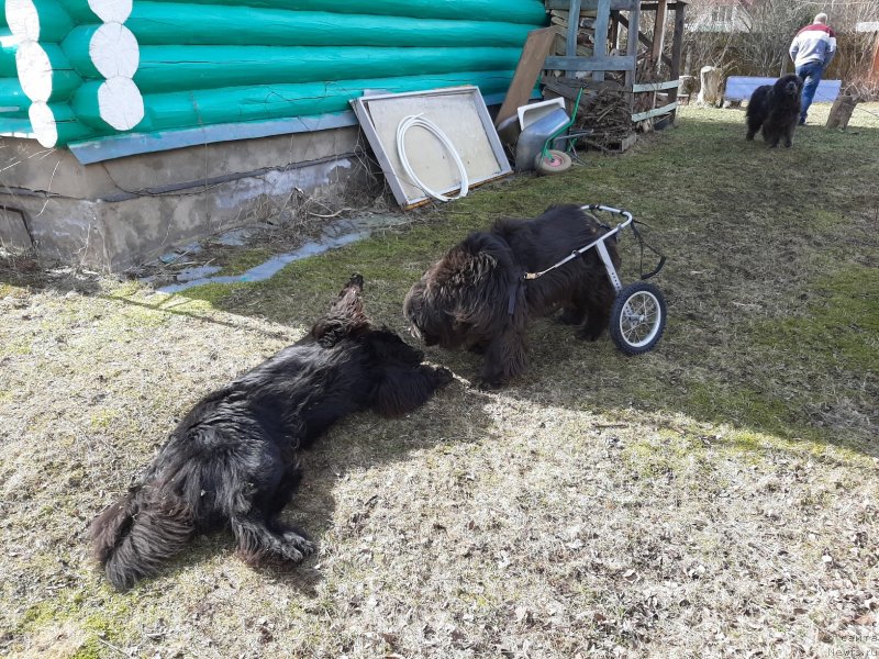 Фото: ньюфаундленд Melty Wave Marine Tifeya (Мелти Вейв Марин Тифея), ньюфаундленд Richchi s Berega Dona (Риччи с Берега Дона)