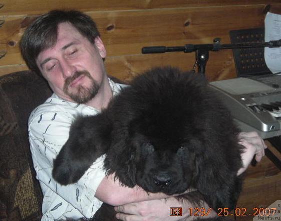 Фото: ньюфаундленд Sent Djons Kruiz (Сент Джонс Круиз), Andrey Povidis (Андрей Повидис)