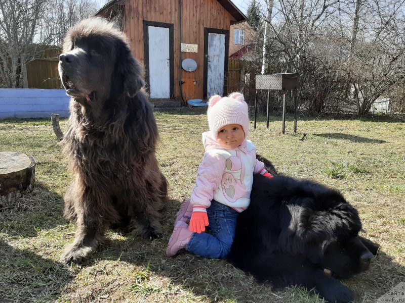 Фото: ньюфаундленд Dyurbahler Klab Al'faretta Vin'etta (Дюрбахлер Клаб Альфаретта Виньетта), ньюфаундленд Richchi s Berega Dona (Риччи с Берега Дона)