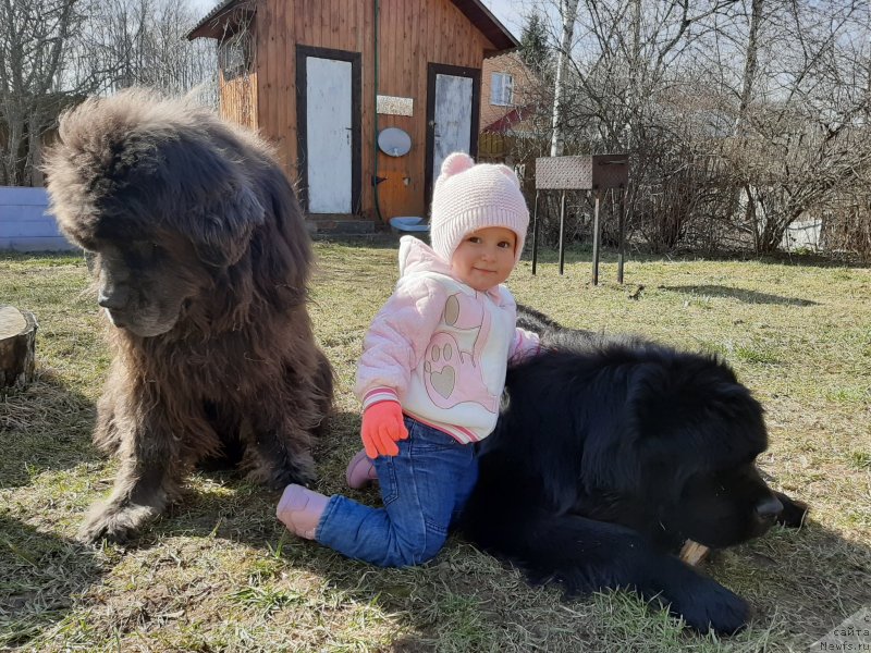 Фото: ньюфаундленд Dyurbahler Klab Al'faretta Vin'etta (Дюрбахлер Клаб Альфаретта Виньетта), ньюфаундленд Richchi s Berega Dona (Риччи с Берега Дона)