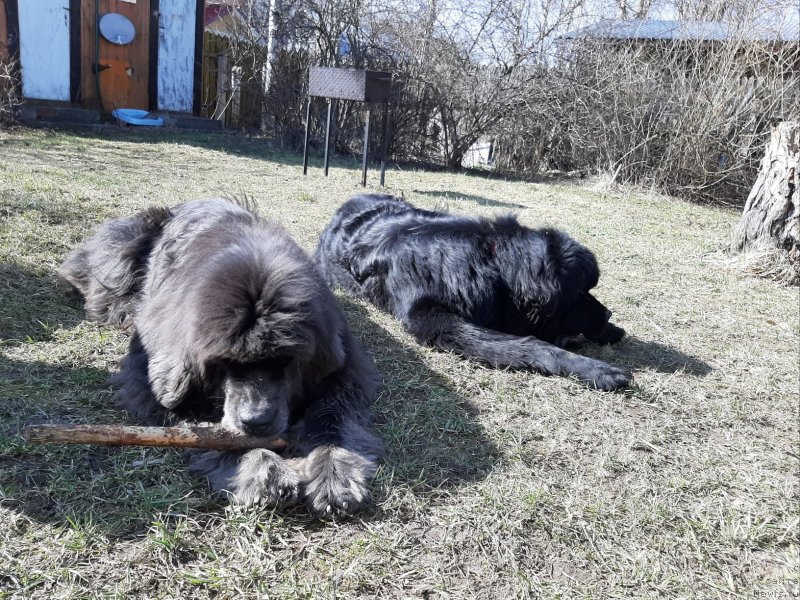 Фото: ньюфаундленд Dyurbahler Klab Al'faretta Vin'etta (Дюрбахлер Клаб Альфаретта Виньетта), ньюфаундленд Richchi s Berega Dona (Риччи с Берега Дона)