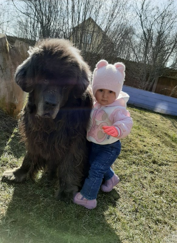 Фото: ньюфаундленд Dyurbahler Klab Al'faretta Vin'etta (Дюрбахлер Клаб Альфаретта Виньетта)