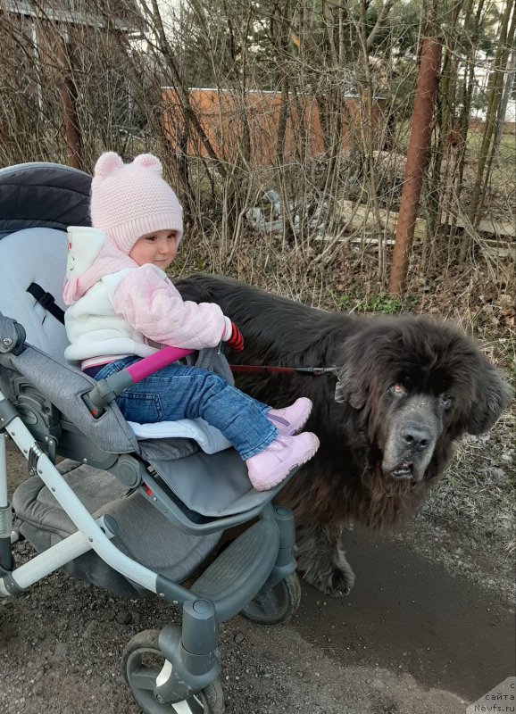 Фото: ньюфаундленд Dyurbahler Klab Al'faretta Vin'etta (Дюрбахлер Клаб Альфаретта Виньетта)