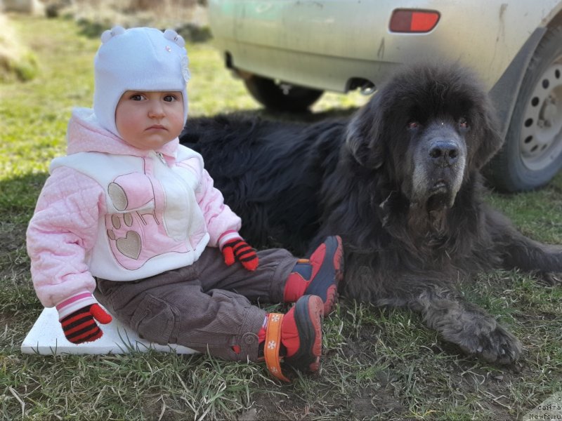 Фото: ньюфаундленд Dyurbahler Klab Al'faretta Vin'etta (Дюрбахлер Клаб Альфаретта Виньетта)