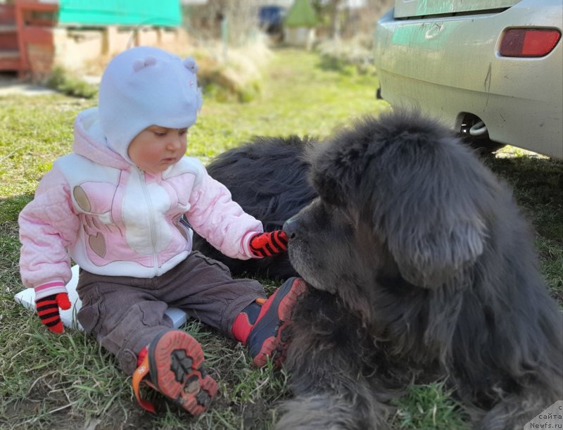 Фото: ньюфаундленд Dyurbahler Klab Al'faretta Vin'etta (Дюрбахлер Клаб Альфаретта Виньетта)