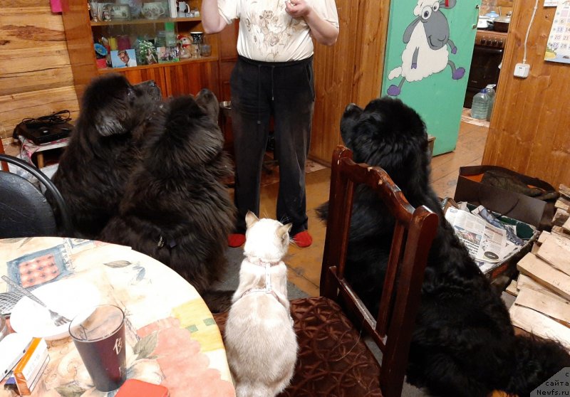 Фотография № 246727