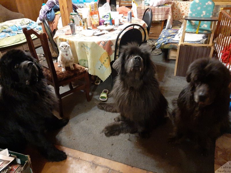 Фото: ньюфаундленд Richchi s Berega Dona (Риччи с Берега Дона), Блюм, ньюфаундленд Melty Wave Marine Tifeya (Мелти Вейв Марин Тифея), ньюфаундленд Dyurbahler Klab Al'faretta Vin'etta (Дюрбахлер Клаб Альфаретта Виньетта)