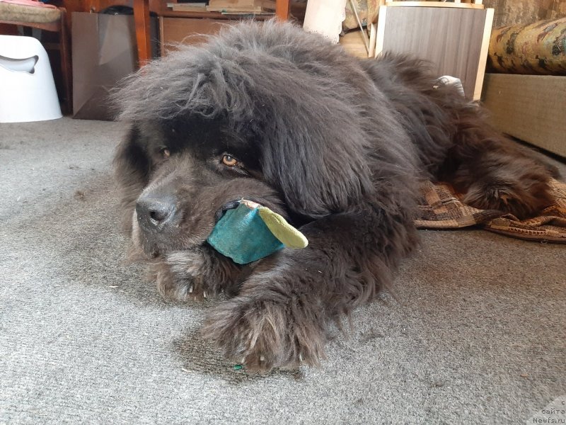 Фото: ньюфаундленд Melty Wave Marine Tifeya (Мелти Вейв Марин Тифея)