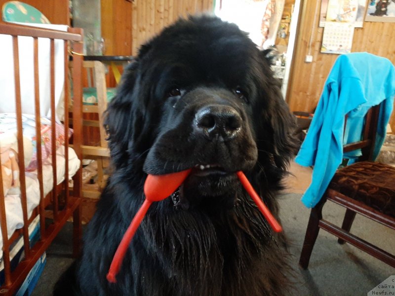 Фотография № 246730