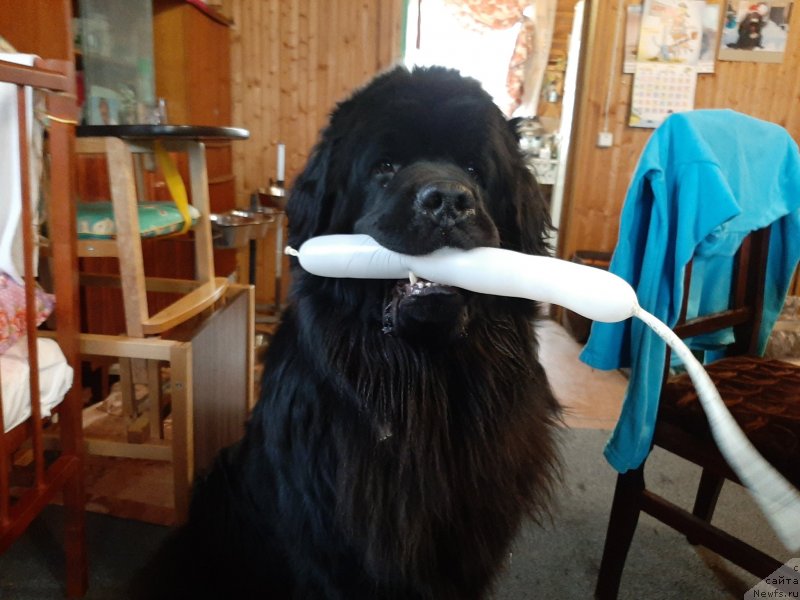 Фотография № 246732