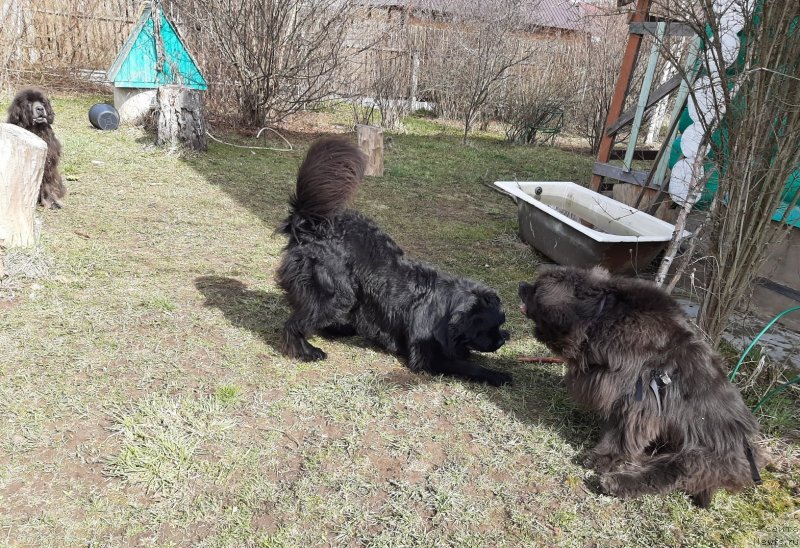 Фотография № 246745