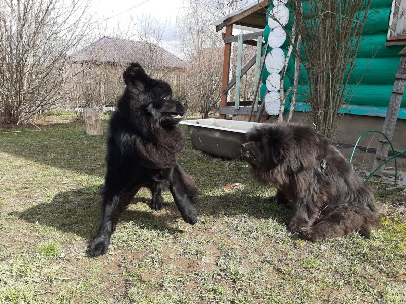 Фото: ньюфаундленд Richchi s Berega Dona (Риччи с Берега Дона), ньюфаундленд Melty Wave Marine Tifeya (Мелти Вейв Марин Тифея)