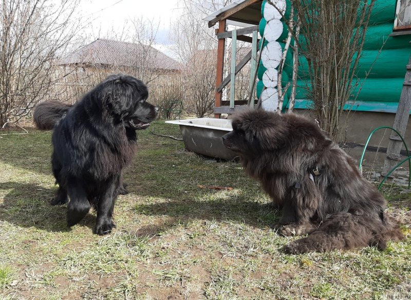 Фото: ньюфаундленд Richchi s Berega Dona (Риччи с Берега Дона), ньюфаундленд Melty Wave Marine Tifeya (Мелти Вейв Марин Тифея)