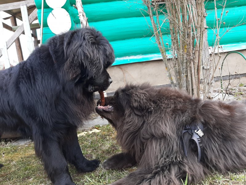 Фото: ньюфаундленд Richchi s Berega Dona (Риччи с Берега Дона), ньюфаундленд Melty Wave Marine Tifeya (Мелти Вейв Марин Тифея)