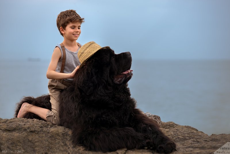 Фото: ньюфаундленд Aquatoria Kelvin Ultramodern (Акватория Келвин Ультрамодерн)