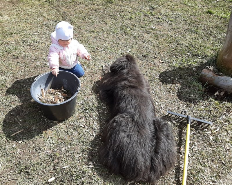 Фото: ньюфаундленд Dyurbahler Klab Al'faretta Vin'etta (Дюрбахлер Клаб Альфаретта Виньетта)