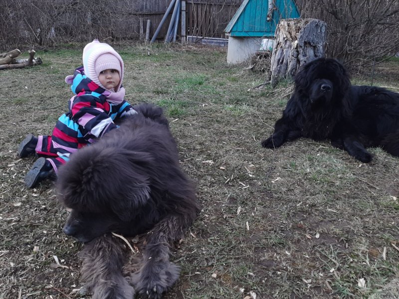 Фото: ньюфаундленд Dyurbahler Klab Al'faretta Vin'etta (Дюрбахлер Клаб Альфаретта Виньетта), ньюфаундленд Richchi s Berega Dona (Риччи с Берега Дона)